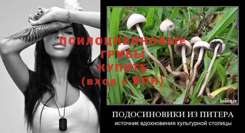 закладка  Анжеро-Судженск  Галлюциногенные грибы Psilocybe 